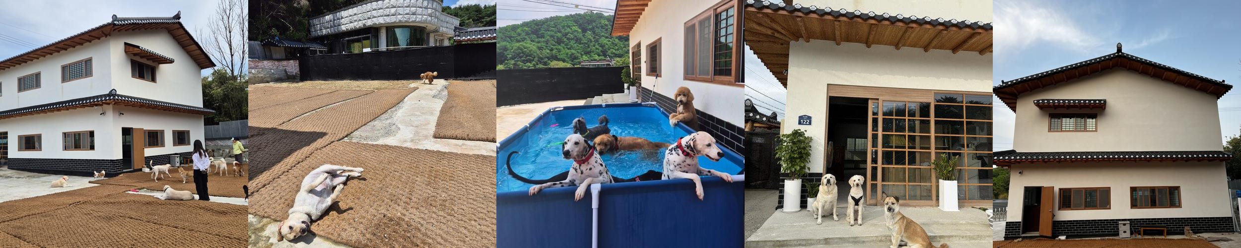 댕댕휴개소: 대전 중형견과 대형견을 위한 유치원|대전 동구 대형 카페 추천 댕댕휴개소: 대전 중형견과 대형견을 위한 유치원