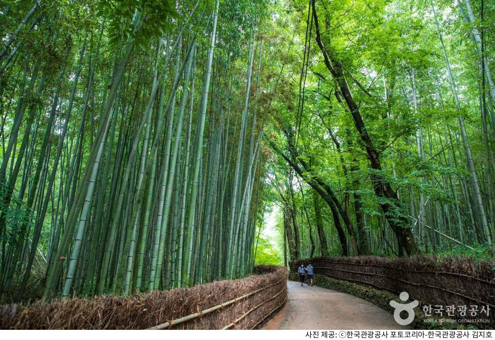 담양 여행 필수 코스 소쇄원 단풍 & 제월당｜애견동반 가능 여부, 방문 시간, 날씨 체크, 입장료 정보