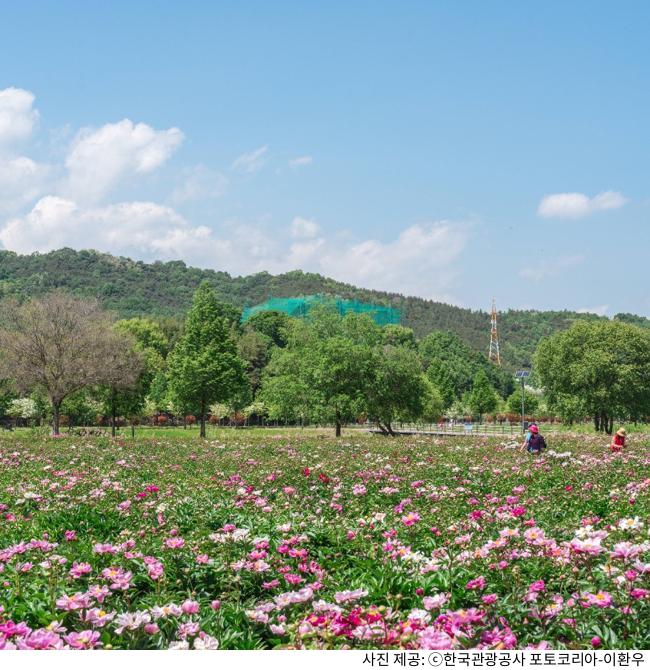 합천 핫들생태공원 신소양체육공원 핑크뮬리 명소｜가족·커플 나들이 산책 코스와 주차장·화장실 편의 시설 안내