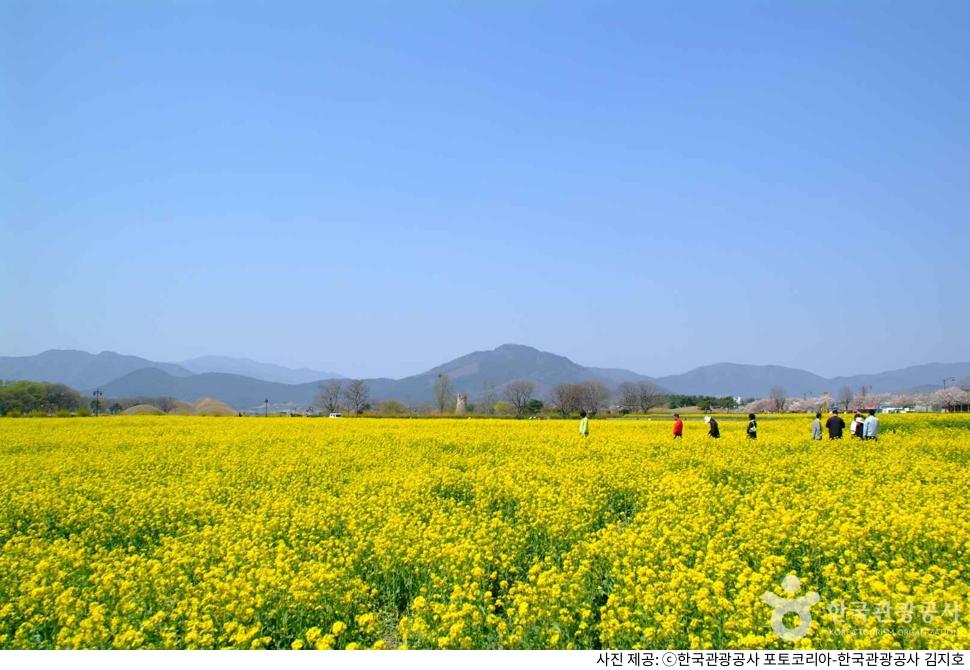 경주 첨성대 핑크뮬리 시즌 여행 코스｜주차장·입장료·야간개장 시간과 야경 명소·기념품 추천 총정리