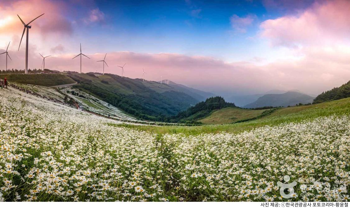 강원도 평창 여행 명소 육백마지기 데이지 꽃밭과 은하수 별구경 계절·날씨별 추천 코스 총정리