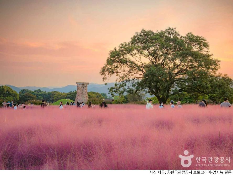경주 첨성대 핑크뮬리 시즌 여행 코스｜주차장·입장료·야간개장 시간과 야경 명소·기념품 추천 총정리