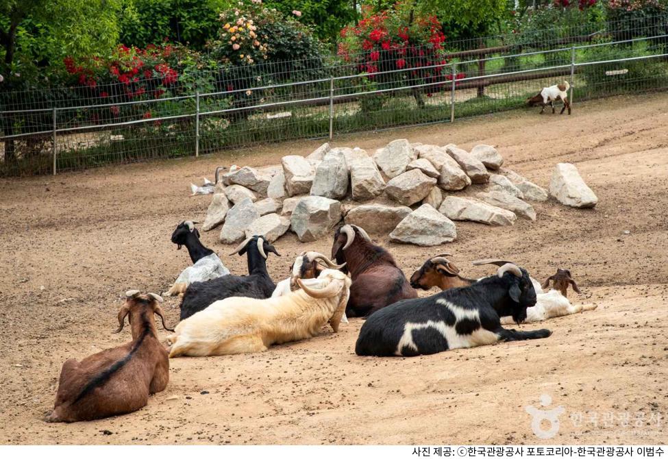 예산 아그로랜드 태신목장 아이와 가볼만한 곳｜유모차·애견 동반 가능 여부·체험 프로그램·운영시간·주차·입장료·준비물 안내
