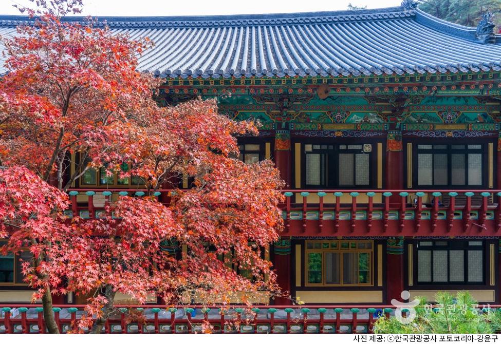 단양 여행 명소 구인사 가는길|단풍 시기·소요시간·버스 및 주차장 정보·천태종 템플스테이 가격 단양 여행 명소 구인사 가는길|단풍 시기·소요시간·버스 및 주차장 정보·천태종 템플스테이 가격
