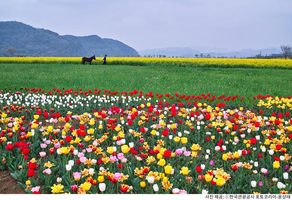 봄에 꼭 가야 할 4월 국내 여행 코스 추천｜벚꽃 시즌 절정 명소 & 한적한 힐링 여행지