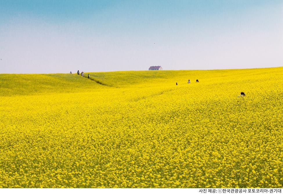 봄에 꼭 가야 할 4월 국내 여행 코스 추천|벚꽃 시즌 절정 명소 & 한적한 힐링 여행지 봄에 꼭 가야 할 4월 국내 여행 코스 추천|벚꽃 시즌 절정 명소 & 한적한 힐링 여행지