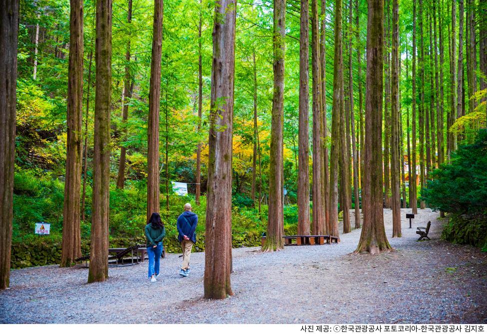 대전 가볼만한곳 장태산 자연휴양림｜무료 입장·주차·메타세쿼이아 숲길 추천 코스