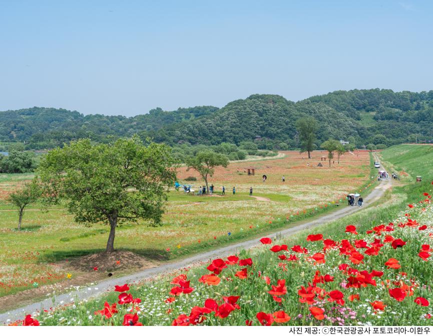 함안 악양둑방 뚝방길 양귀비 꽃길 봄 나들이 명소｜주차장 위치·포토스팟·산책 코스 총정리 가이드
