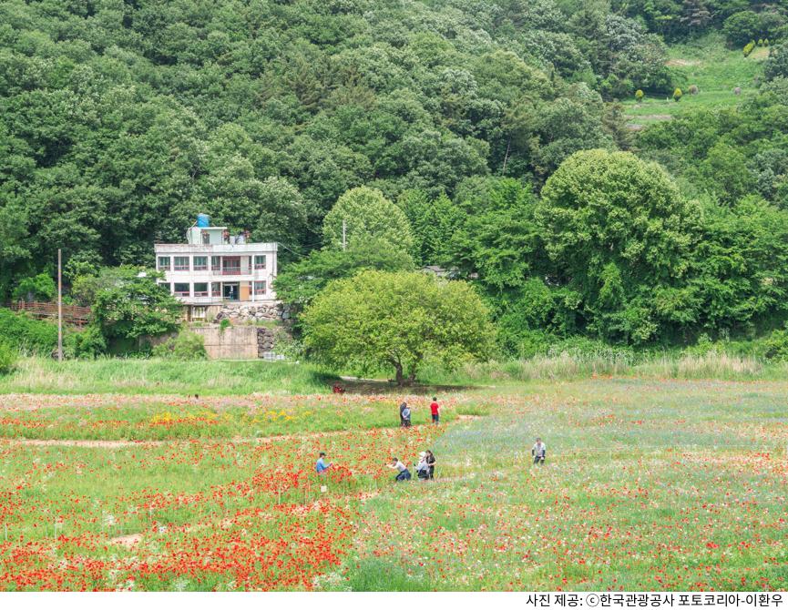 함안 악양둑방 뚝방길 양귀비 꽃길 봄 나들이 명소｜주차장 위치·포토스팟·산책 코스 총정리 가이드