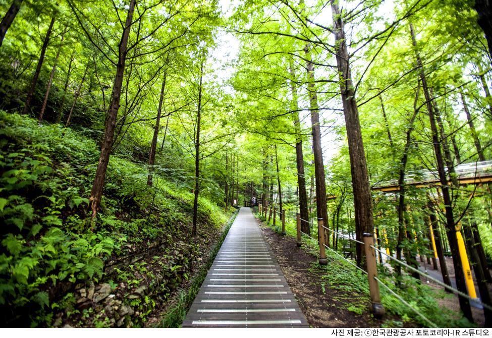 대전 가볼만한곳 장태산 자연휴양림｜무료 입장·주차·메타세쿼이아 숲길 추천 코스