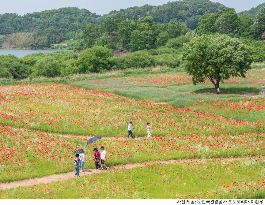 함안 악양둑방 뚝방길 양귀비 꽃길 봄 나들이 명소｜주차장 위치·포토스팟·산책 코스 총정리 가이드