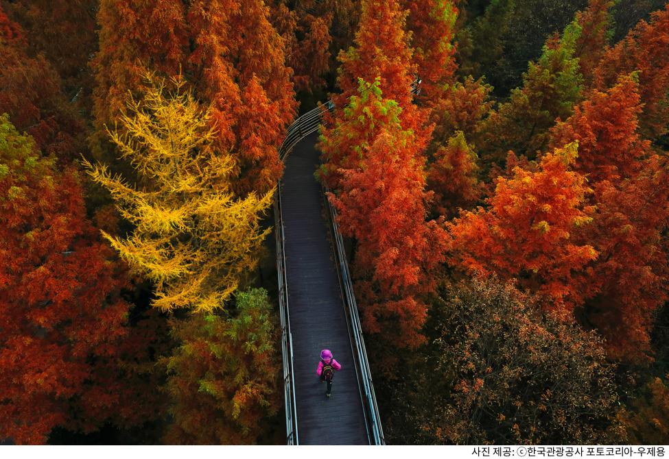 대전 가볼만한곳 장태산 자연휴양림｜무료 입장·주차·메타세쿼이아 숲길 추천 코스