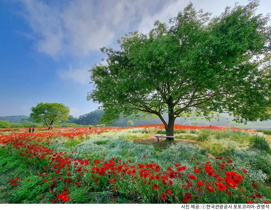 함안 악양둑방 뚝방길 양귀비 꽃길 봄 나들이 명소｜주차장 위치·포토스팟·산책 코스 총정리 가이드