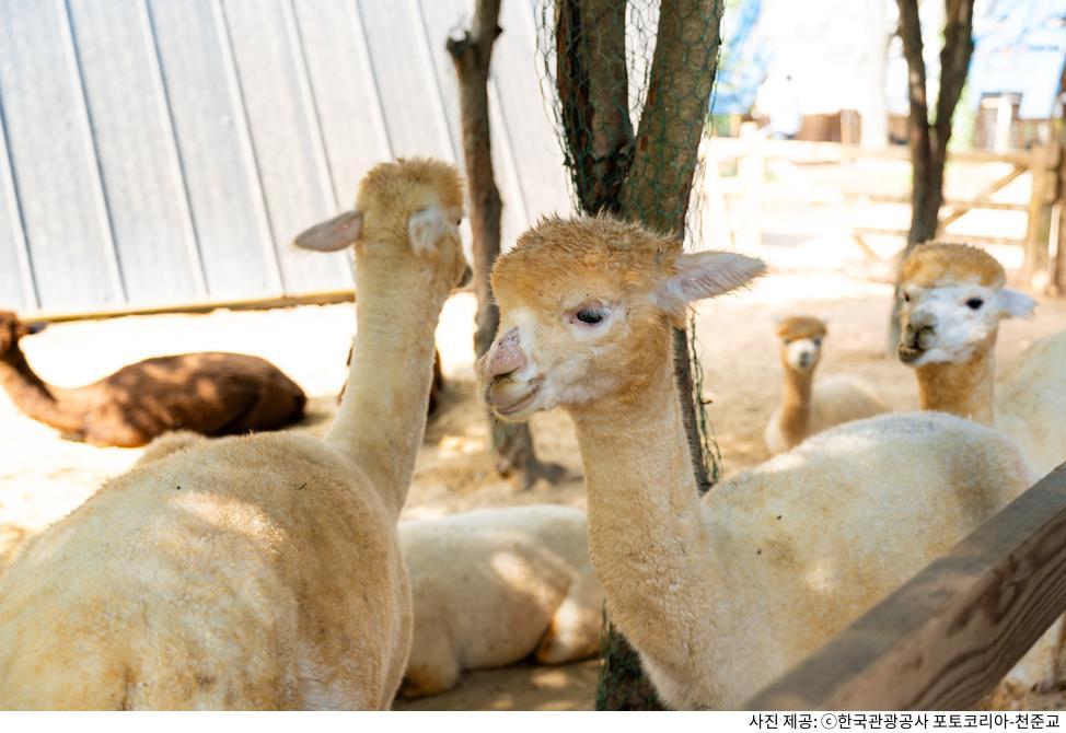 아이와 함께 가기 좋은 5월 국내 여행지 추천 코스|체험형 관광지·동물원·테마파크 아이와 함께 가기 좋은 5월 국내 여행지 추천 코스|체험형 관광지·동물원·테마파크