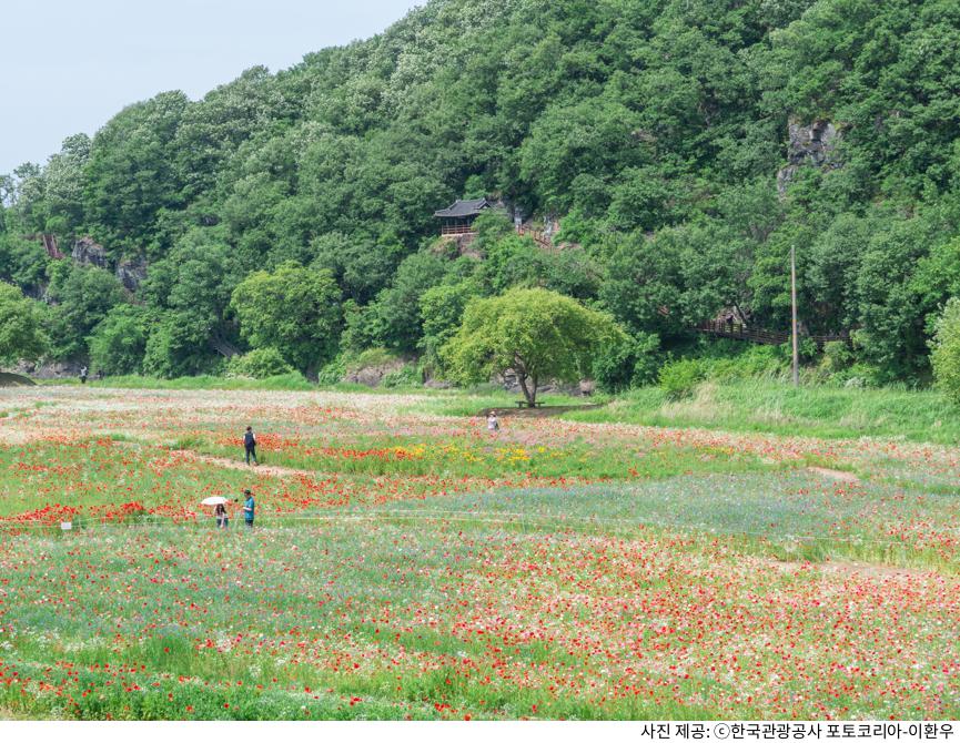 함안 악양둑방 뚝방길 양귀비 꽃길 봄 나들이 명소｜주차장 위치·포토스팟·산책 코스 총정리 가이드