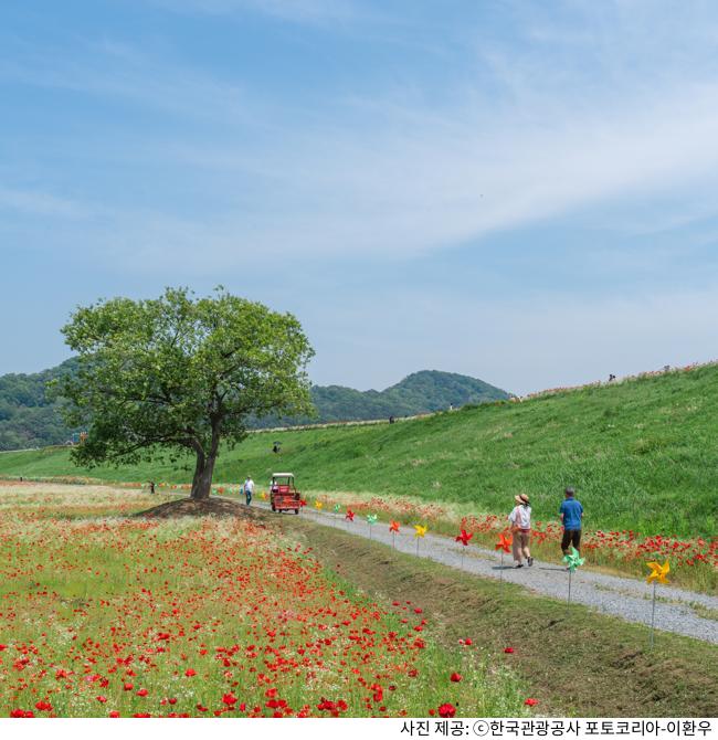 함안 악양둑방 뚝방길 양귀비 꽃길 봄 나들이 명소｜주차장 위치·포토스팟·산책 코스 총정리 가이드