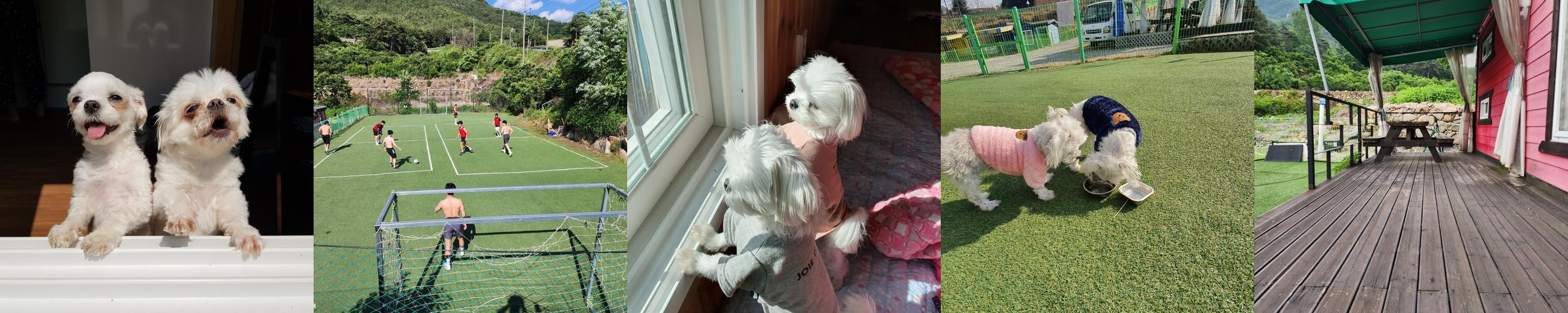 청도 애견동반 펜션 베스트 추천 리스트 TOP 10