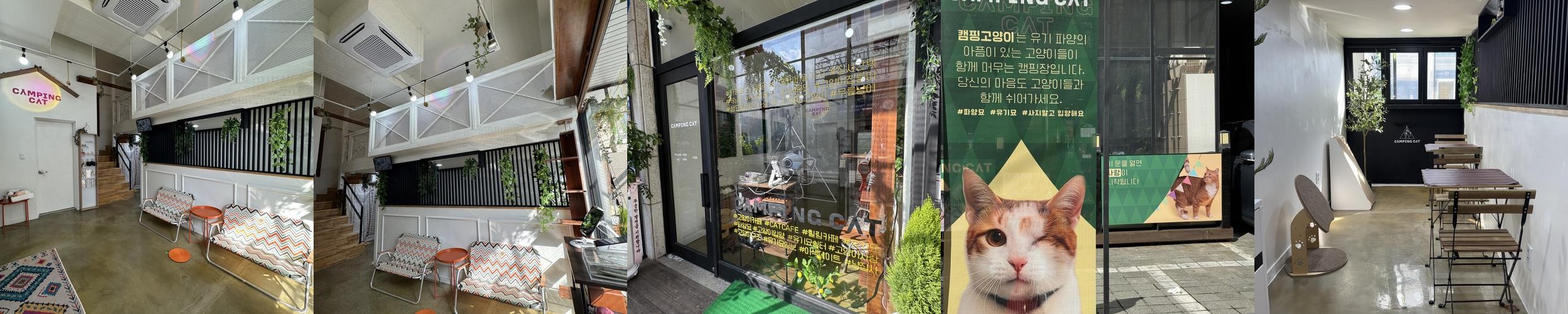 캠핑고양이 올림픽공원점: 유기묘와의 특별한 만남|방이동 놀거리 추천 캠핑고양이 올림픽공원점: 유기묘와의 특별한 만남