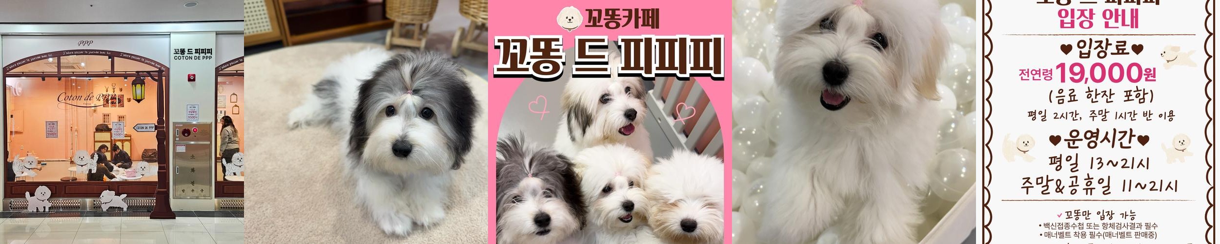 부산 동물 카페 베스트 추천 리스트 TOP 10
