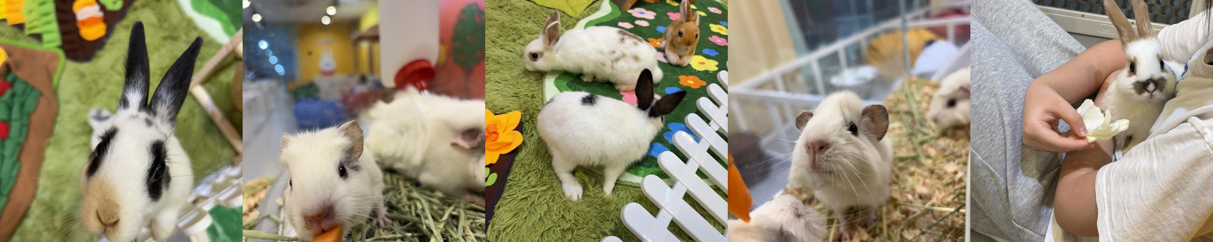 부산 동물 카페 베스트 추천 리스트 TOP 10